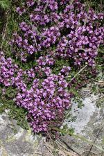 Thymus praecox Opiz subsp. polytrichus (A.Kern. ex Borbás) Jalas ?<br/>Munții Retezat, Valea Stânișoara, 3 Jul 2010 © Adrian Schlesinger - public domain (<a href=https://creativecommons.org/publicdomain/zero/1.0/ target=_blank>CC0 1.0</a>)
